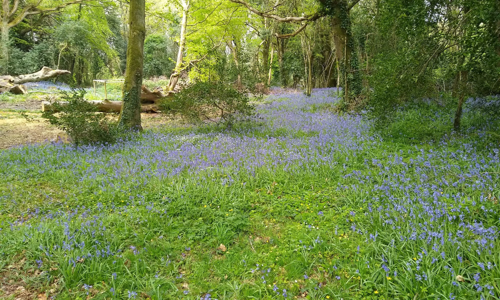 Bluebells in leafy woodland